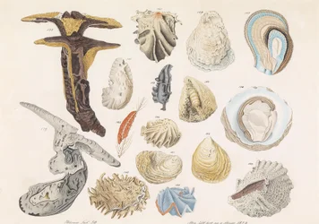Various Shells and Snails